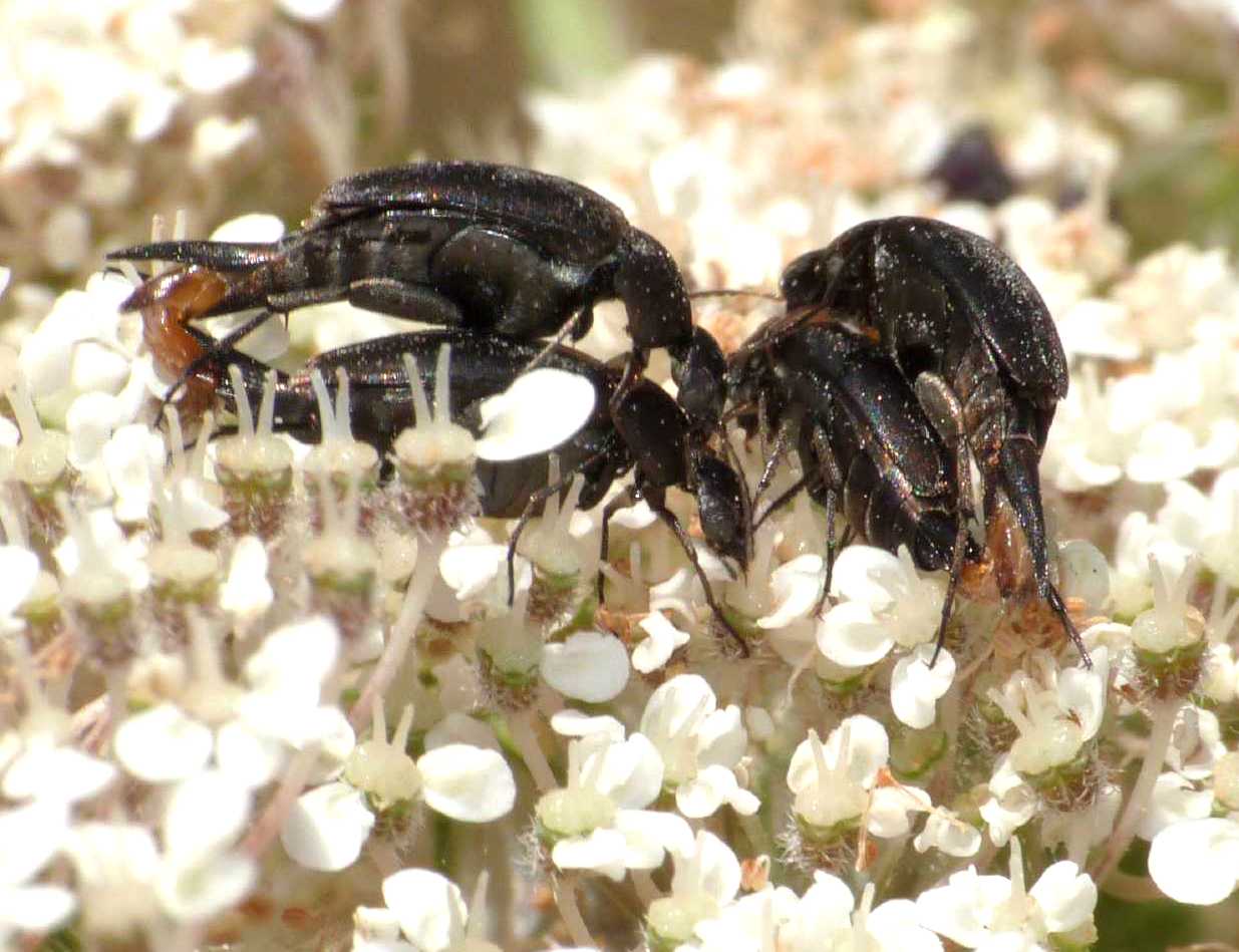 Mordellidae: ci sono fiori dove si rimorchia e altri no ....